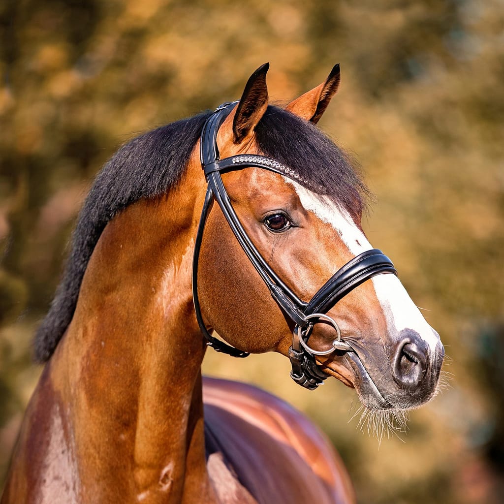 Cashmere westfalen stallion