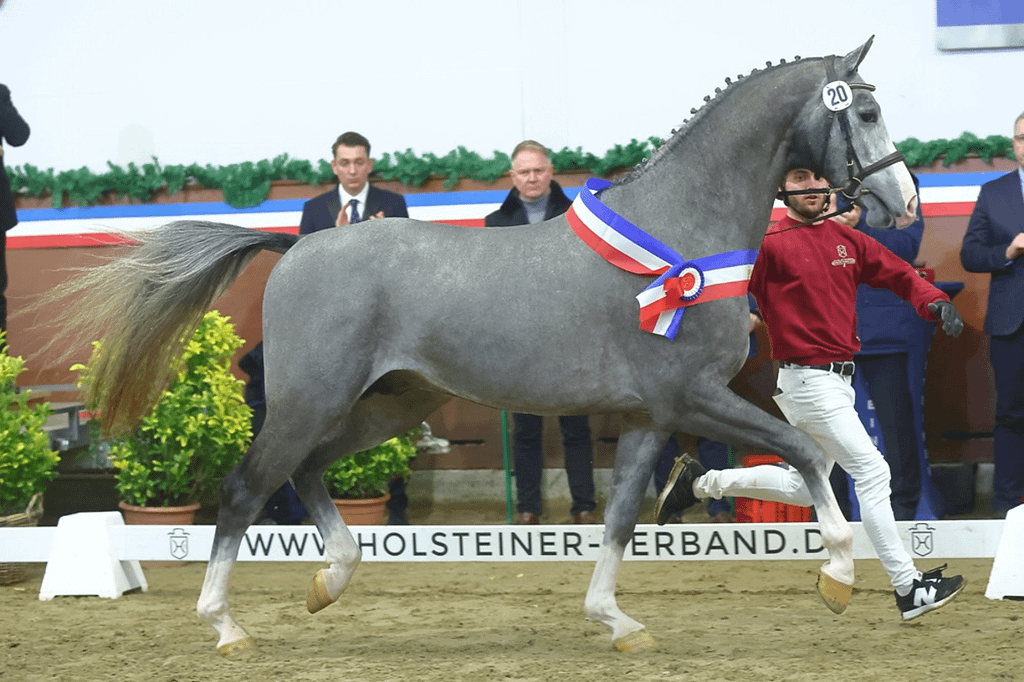 Holsteiner Sieger_x_Bischoff