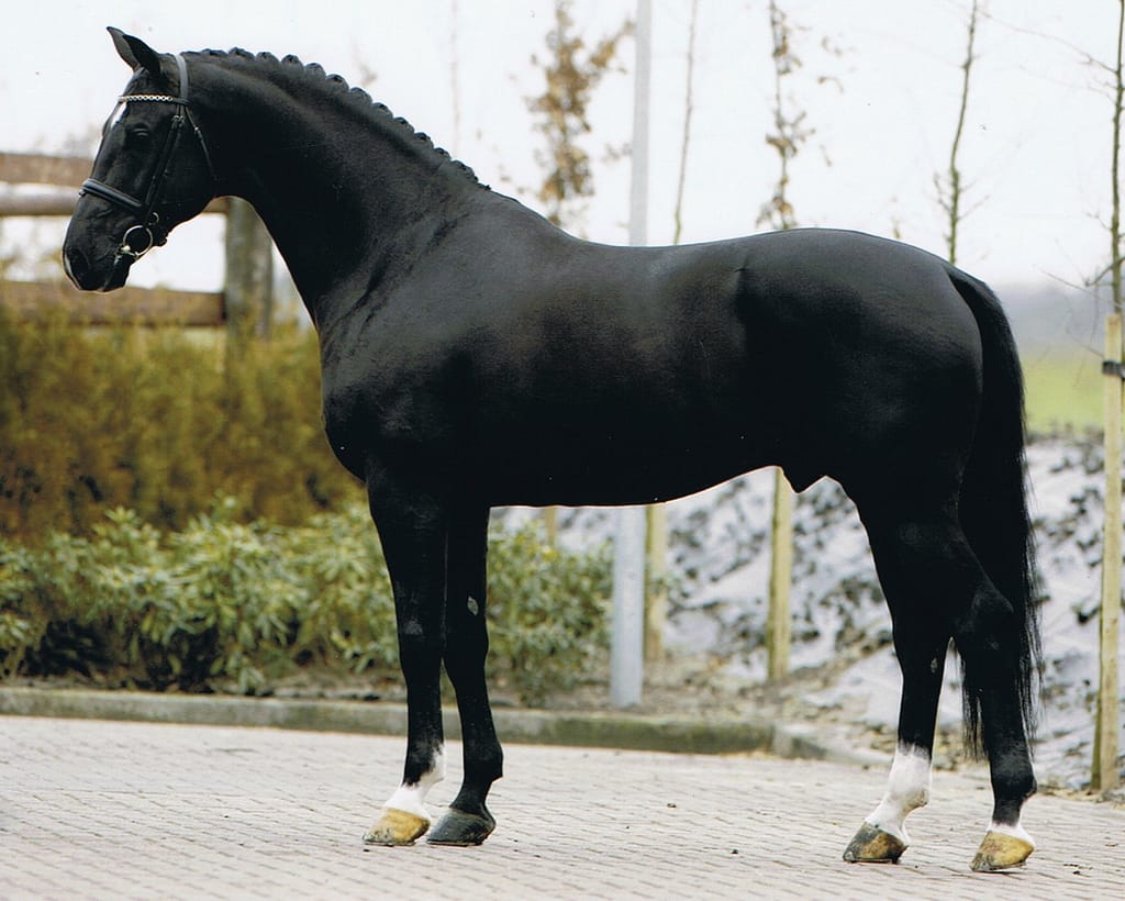 Negro kwpn stallion