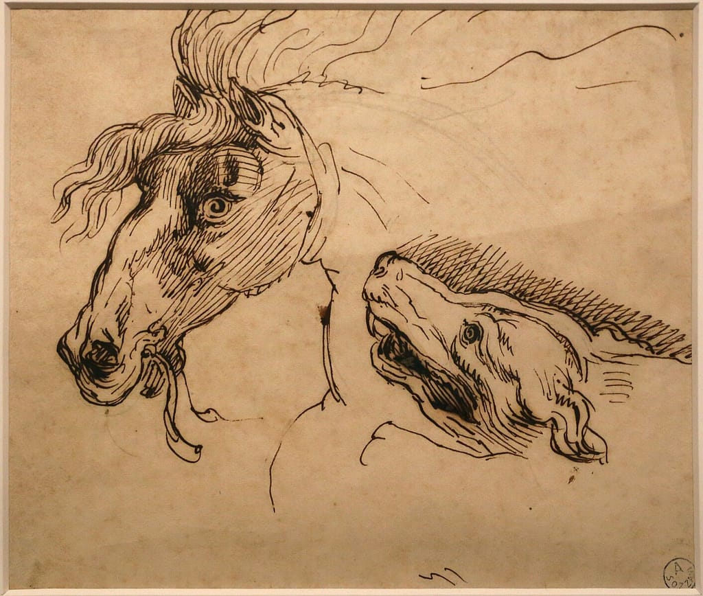 studio di testa cane e cavallo