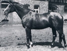an interesting focus on the paternal genealogy of the Hannover stallion Argentinus.
Absatz