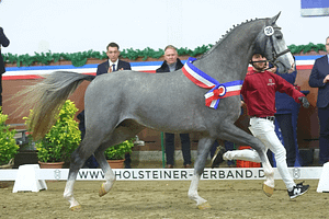Holsteiner Sieger_x_Bischoff