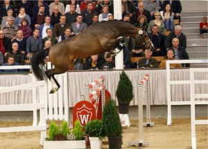 Cashmere Westfalen 2015