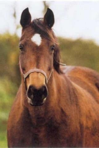 bravo mother of contendro