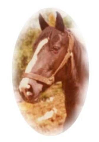 burggraaf stallone holstein nonna