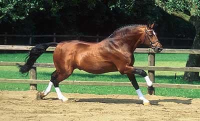 Argentinus the monumental stallion, belonging to the Hanover studbook, still takes your breath away looking at it today. Read his story.