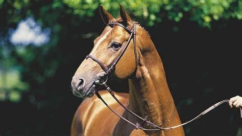 In Remembrance of Weltmeyer: An Excellence of the Hanoverian Breed