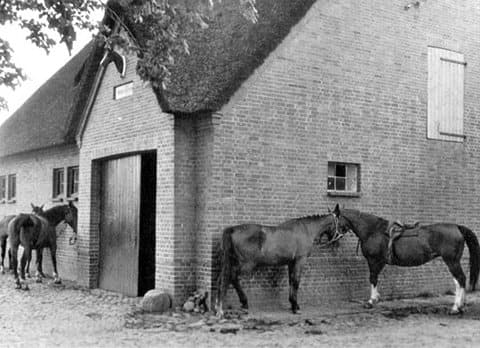 Contendro I the beautiful holsteiner stallion, Contender ad Haselau