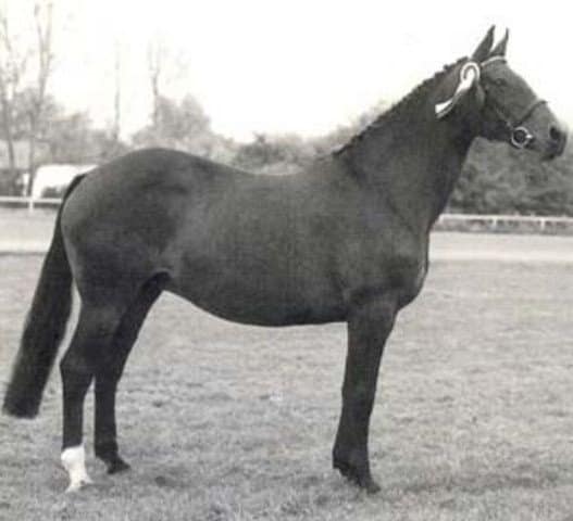 Gofine nonna contendro I