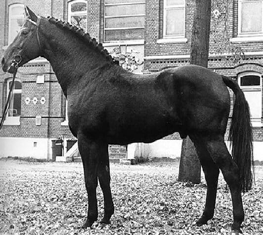 burggraaf stallone holstein padre