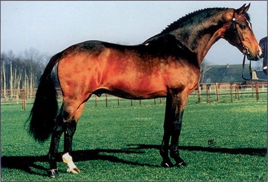 Nimmerdor stallion kwpn