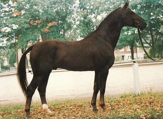 weltmeyer by world cup