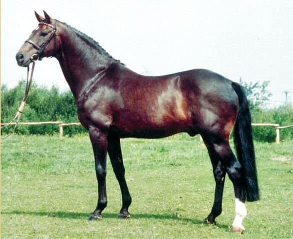 burggraaf stallone holstein nonno