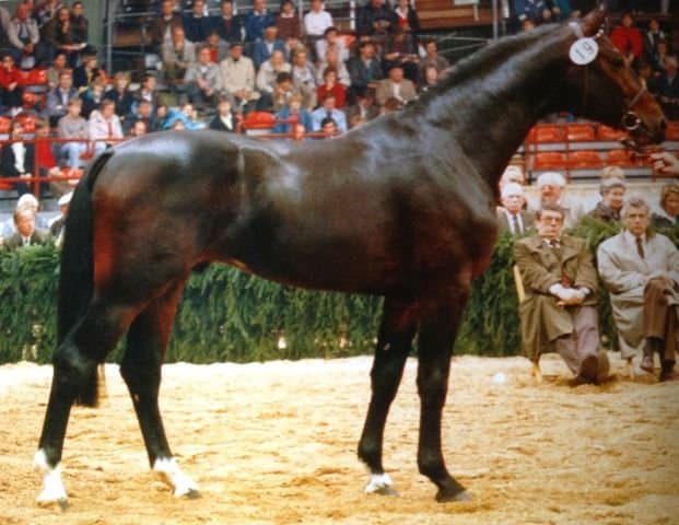 contender father of contendro