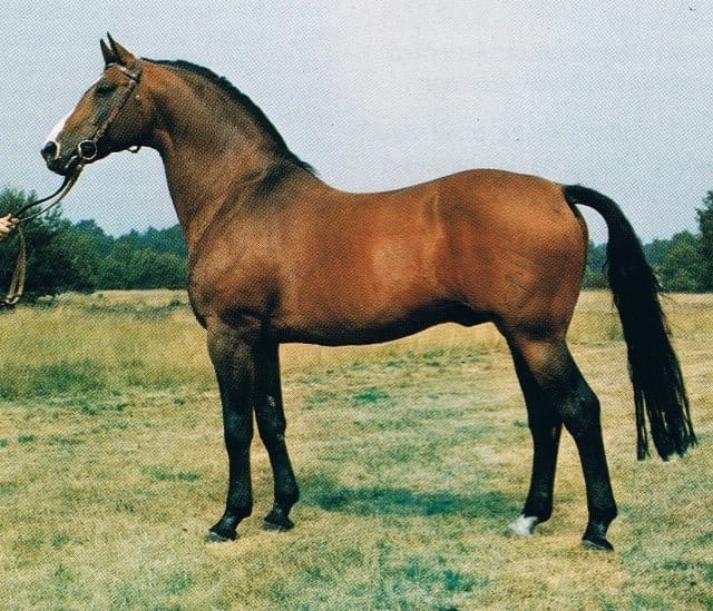 an interesting focus on the paternal genealogy of the Hannover stallion Argentinus.
Argentan I