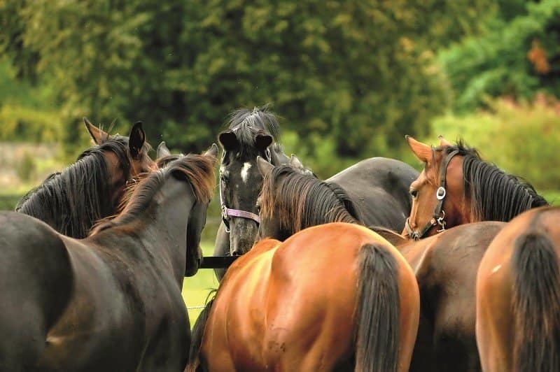 Kostolany tra le fattrici